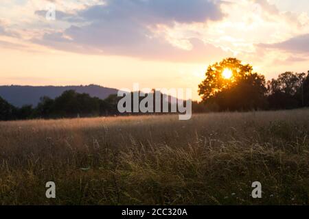 field at sunset - setting sun behind the trees, summer evening in the countryside Stock Photo