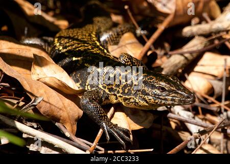 A Golden Tegu hides in the leaf litter (Tupinambis teguixin) Stock Photo