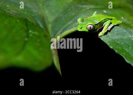 A White-lined leaf frog (Phyllomedusa vaillantii) resting on a leaf near a water pool in the Amazon rainforest Stock Photo