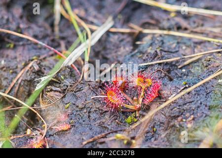 Drosera - the sundews - red carnivorous plant, in the peat bog, close up view