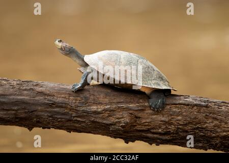 A South American River Turtle (Podocnemis unifilis) rests on a branch above the Napo River in the Ecuadorian Amazon Stock Photo