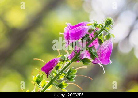Digitalis purpurea - purple flowers of wild plant, summer day in nature Stock Photo