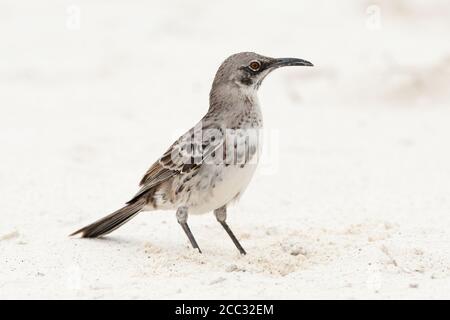 Galapagos Mockingbird (Mimus parvulus) Stock Photo