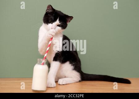 A cat drinking milk from a straw in a milk bottle Stock Photo