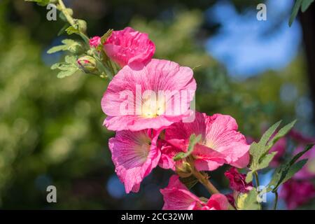 Alcea rosea, the common hollyhock - red blossom flowers, close up view, in the garden Stock Photo