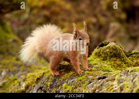 Red Squirrel  (Sciurus vulgaris) Cairngorms National Park, Scotland, United Kingdom Stock Photo