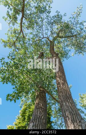 Populus deltoides - Eastern Cottonwood Poplar tree. Stock Photo