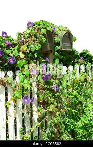 Isolated old mailboxes by an old white picket fence. Morning glory flowers and vines cover the mailboxes and the fence. Stock Photo