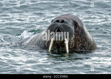 Walrus (Odobenus rosmarus) with open mouth,  in sea at Torellnesfjellet, Nordaustlandet, Svalbard, Norway