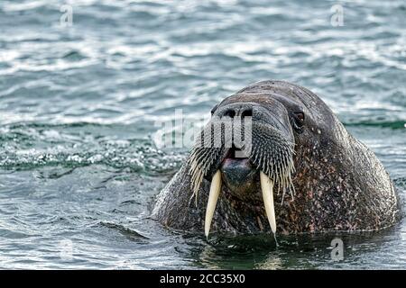 Walrus (Odobenus rosmarus) with open mouth  in sea at Torellnesfjellet, Nordaustlandet, Svalbard, Norway