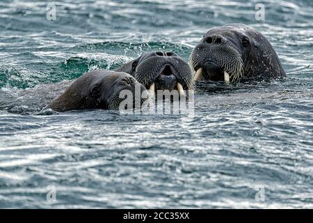 Group of Walrus (Odobenus rosmarus),  in sea at Torellnesfjellet, Nordaustlandet, Svalbard, Norway