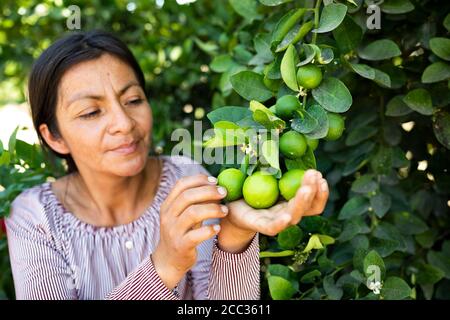 A woman farmer harvests limes in her orchard in Sullana Province, Peru, South America.