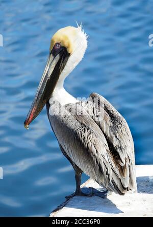 Closeup of a Mature Brown Pelican Standing on a Dock at the Edge of the Blue Gulf of Mexico Stock Photo