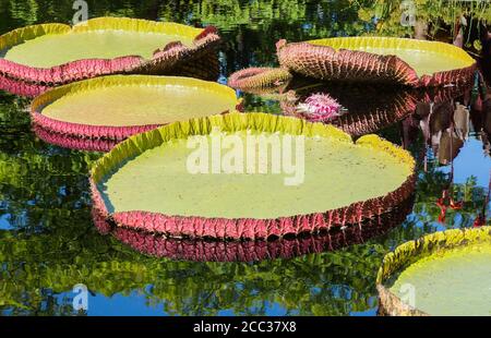 Pink and white flowering Victoria amazonica - Giant Water Lily and leaves floating on pond surface Stock Photo