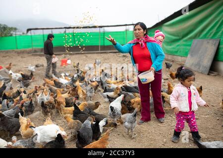 A mother carrying a baby on her back feeds chickens corn feed on her family's chicken ranch in Pachamac District, Peru, South America. Stock Photo