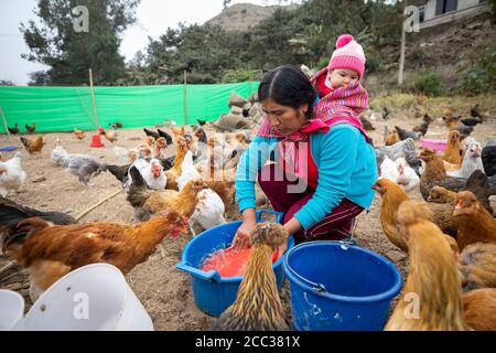 Juana Espinoza (44) is a participant in CARE and PepsiCo’s She Feed the World program in Pachamac District, Peru. Here she works on her chicken farm while carrying her baby daughter, Luna (4 months) on her back. September 6, 2019. CARE USA in Peru.  Photo by Jake Lyell. Stock Photo