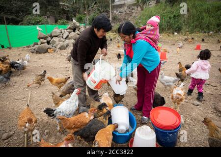 A husband and wife, who is carrying a baby on her back, work together to feed and water their chickens on their commercial chicken farm in Pachamac District, Peru, South America. Stock Photo