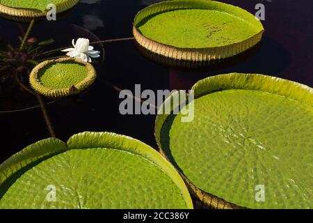 White flowering Victoria cruziana 'Santa Cruz' -  Giant Water Lily and leaves floating on pond surface Stock Photo