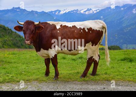 Cow of the Pinzgauer breed on an alpine pasture in Tyrol, Austria, Europe