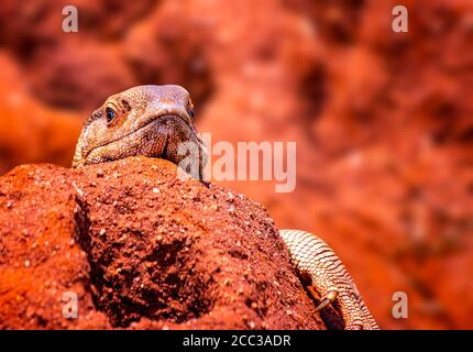 A giant agama lizard is hiding in a hole in a large termite mound. It is in Tsavo East National Park, Kenya, Africa. Stock Photo
