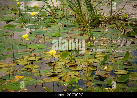 A close up view of a wetland featuring water lilies floating on surface of the water as well as grass and reeds. The lily pads have white and yellow f Stock Photo