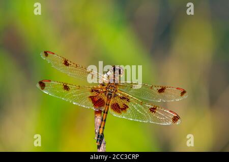 Close up top down image of a male halloween pennant (Celithemis eponina) dragonfly. This species, native to eastern USA has orange yellow body with da Stock Photo