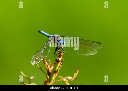 A close up isolated image of a vibrant colored blue dasher dragonfly (Pachydiplax longipennis) on a stick. This side view photo shows color gradients Stock Photo