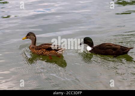 Close up isolated image of two dabbling ducks: A female mallard in the front and a male crossbreed of mallard and muscovy ducks. They swim together in Stock Photo