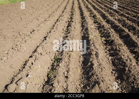 loose soil before planting vegetables on a spring day, agriculture Stock Photo