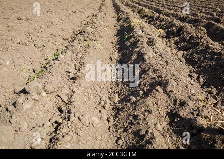 loose soil before planting vegetables on a spring day, agriculture Stock Photo