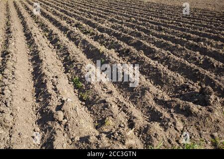 loose soil before planting vegetables on a spring day, agriculture Stock Photo