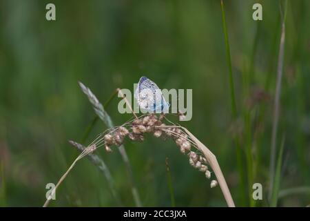 1 - Common blue butterfly sparkles against the dark green meadow background. Perched on dry grass in hot summer weather. Vibrant color stands out. Stock Photo