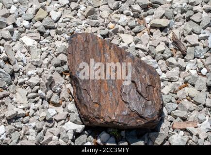 A pretty dark piece of ironwood is a nice addition to a Missouri rock garden exhibiting lots of texture and shades of brown contrasted against the whi Stock Photo
