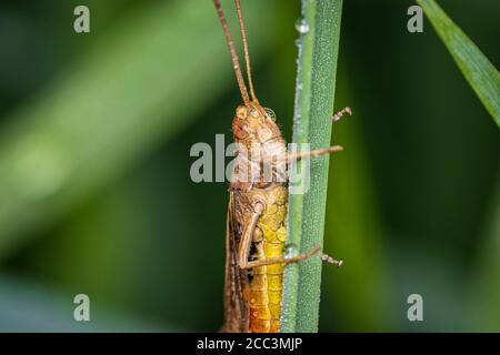 Bow-winged grasshopper (Chorthippus biguttulus) macro at morning in the dewy grass Stock Photo