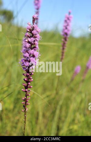 Marsh blazingstar at Illinois Beach State Park Stock Photo