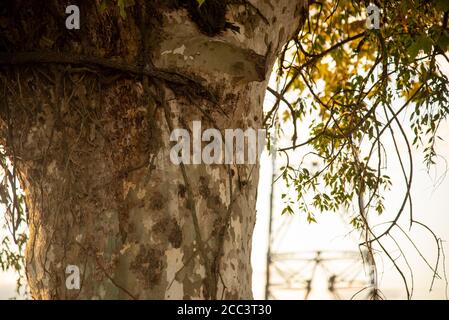 Maple tree (Platanus × hispanica). Deciduous tree. Hardwood, Rural landscape. Power tower in the background. Nature and feeling of peace. Empathy. Stock Photo