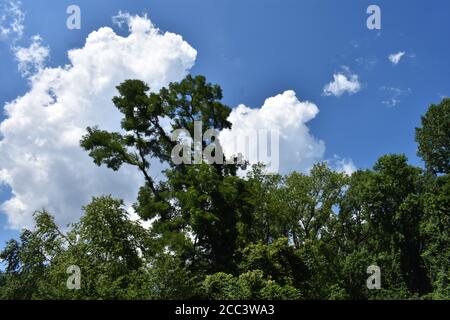 Puffy, white cumulus clouds on an otherwise clear blue sky, seen through a group of various types of trees -02 Stock Photo