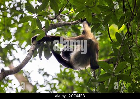 Geoffroy’s spider monkey / black-handed spider monkey / Central American spider monkey (Ateles geoffroyi) in tree, Tikal, Flores, Guatemala Stock Photo