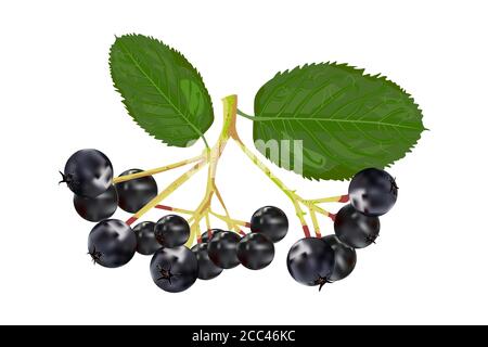 Chokeberry isolated on white background. Branch of aronia with green leaf. Black choke berry fruits.Branch with berries and leaves.Vector illustration Stock Vector