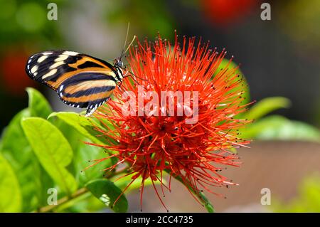 A painted lady butterfly Latin name vanessa cardui on a Powderpuff combretum flower Latin name Combretum constrictum Stock Photo
