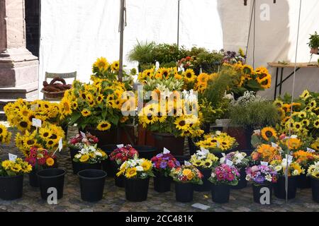 Many coloured full broad blown flowers in local market place inside white flower stall in Freiburg am Breisgau in Germany ready for selling. Stock Photo