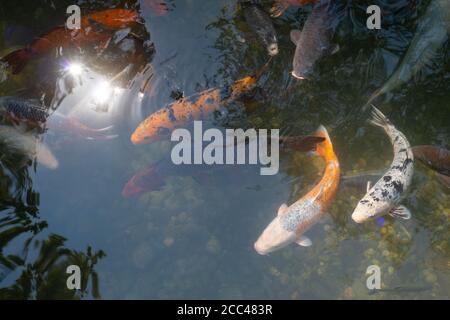 Koi Fish in Pond Stock Photo
