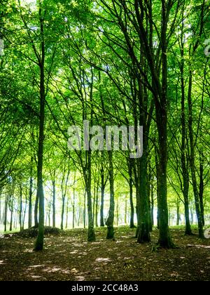 Magical trees: inside the pre-historic hill fort of Chanctonbury Ring on the South Downs Way in West Sussex, England, UK Stock Photo