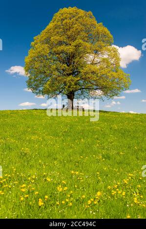 single big linden tree in meadow at springtime Stock Photo