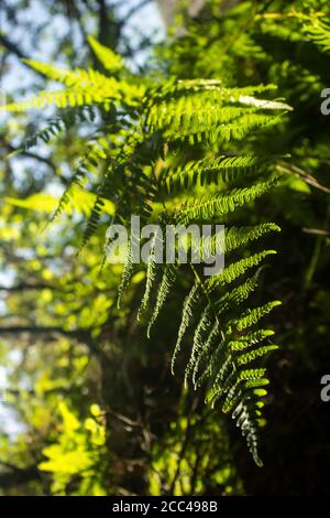 Sunlight shining through the fond of a Seven week fern, in a forested gorge of the Drakensberg Mountains of South Africa Stock Photo
