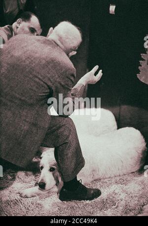 The Westminster Kennel Club Dog Show  at Madison Square Garden. 1952 Stock Photo