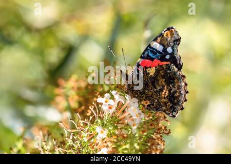 Side view of red admiral butterfly with orange, white, black and brown closed wings sitting on a blossom on a sunny summer day. Blurry green backgroun Stock Photo