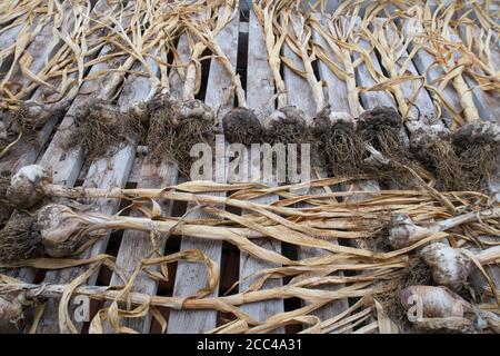 Garlic Vallelado variety lying in a row on a old wooden bench in greenhouse Stock Photo