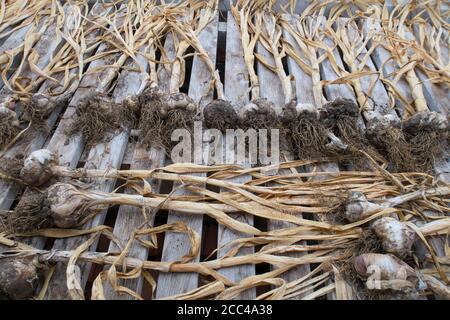 Garlic Vallelado variety lying in a row on a old wooden bench in greenhouse Stock Photo