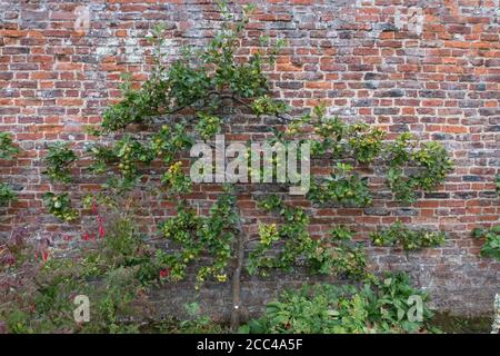 Apples growing against a wall in a old walled garden Stock Photo